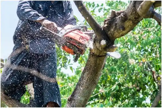 tree services Coahoma